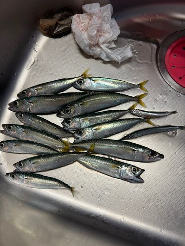 サバの釣果