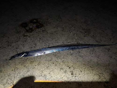 タチウオ