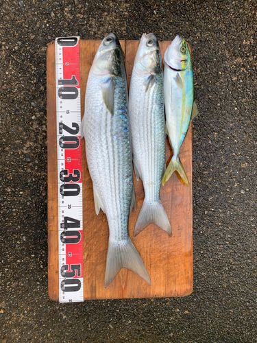 コゾクラの釣果