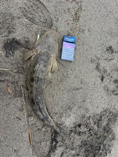 マゴチの釣果