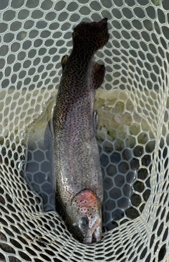 トラウトの釣果