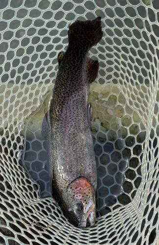 トラウトの釣果