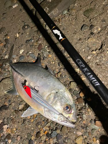 ギンガメアジの釣果