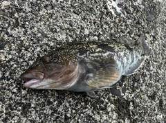 アイナメの釣果