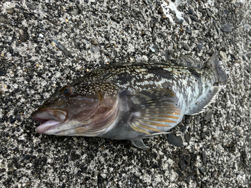 アイナメの釣果