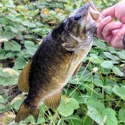 スモールマウスバス