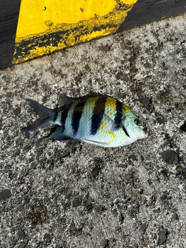 オヤビッチャの釣果