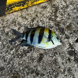 オヤビッチャ