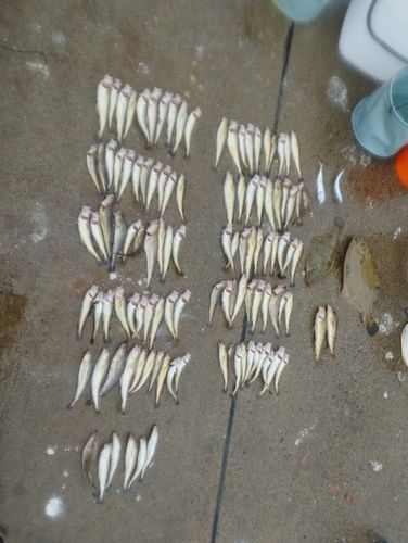 コマイの釣果