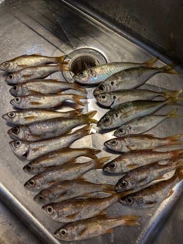 勝浦湾