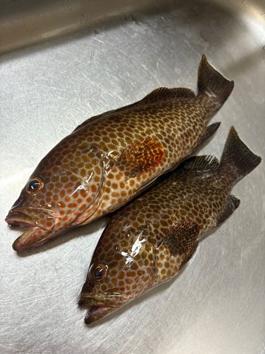 オオモンハタの釣果