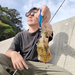 アオリイカ