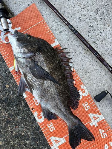 チヌの釣果