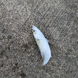 サバ