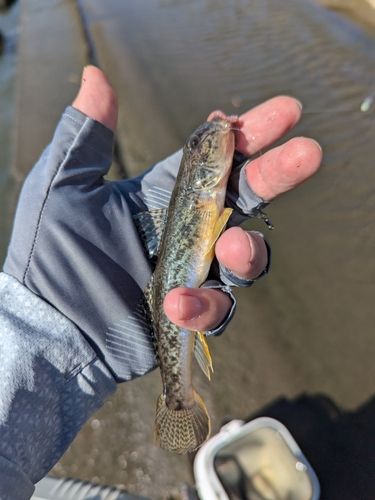 ハゼの釣果