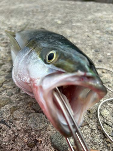ハマチの釣果