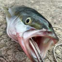 ハマチ