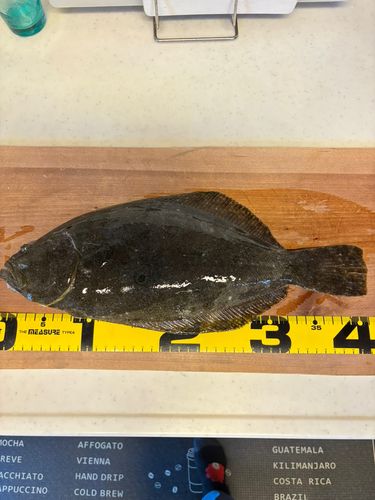 ヒラメの釣果
