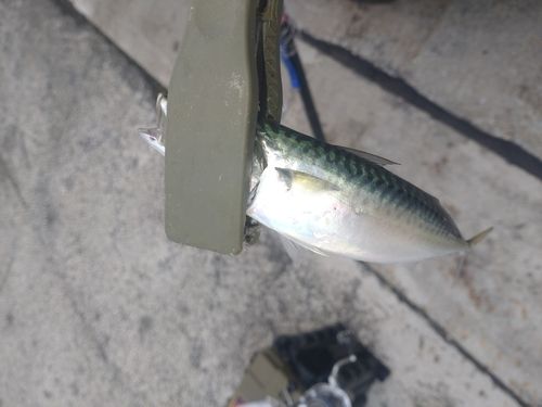 サバの釣果