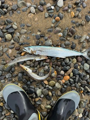 サゴシの釣果