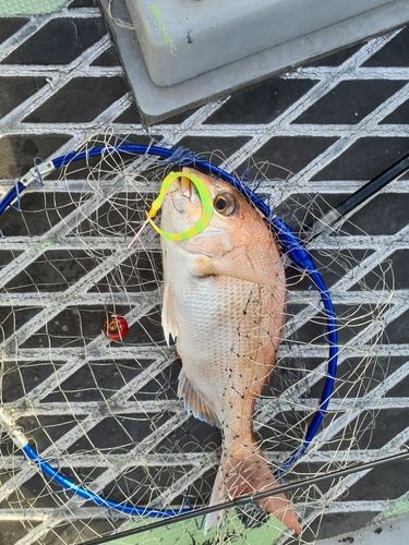 タイの釣果