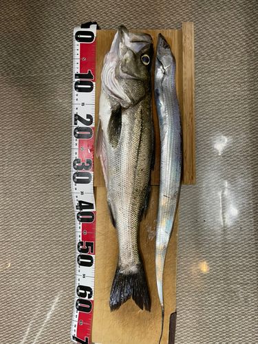 スズキの釣果