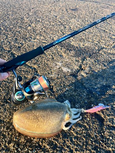 モンゴウイカの釣果