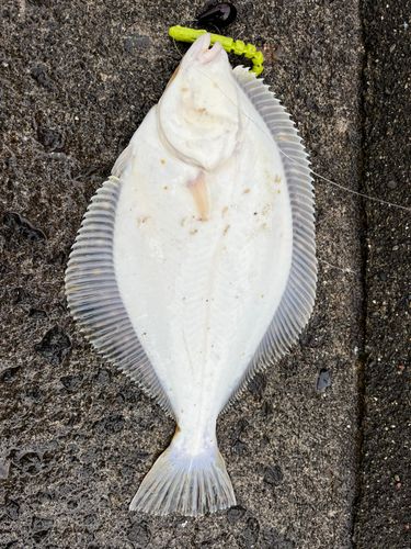 カレイの釣果