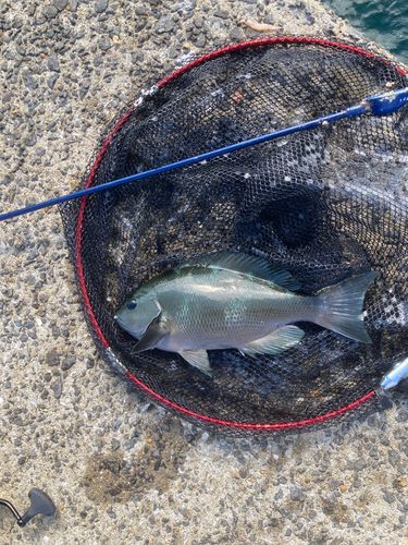 クロの釣果