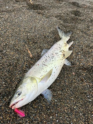 アキアジの釣果