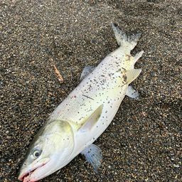アキアジ