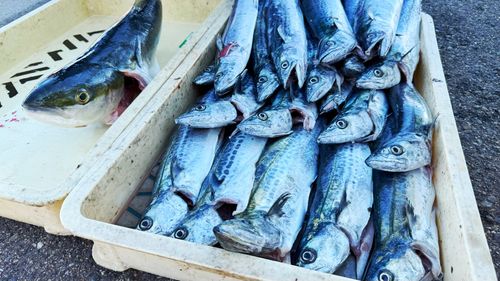 サワラの釣果