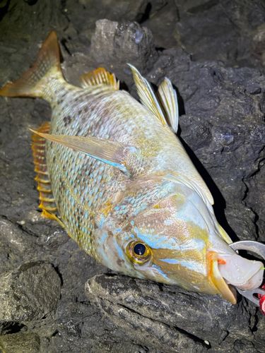 タマンの釣果