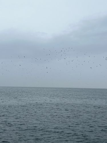 マサバの釣果