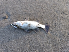 セイゴ（ヒラスズキ）の釣果