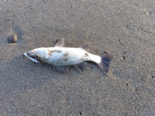 セイゴ（ヒラスズキ）の釣果