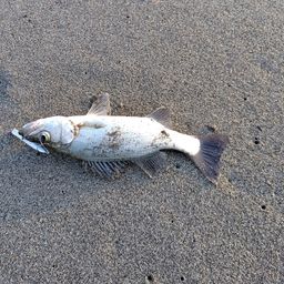 セイゴ（ヒラスズキ）