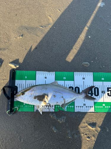 ショゴの釣果