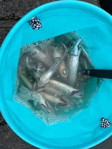 サバの釣果