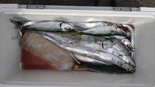 タチウオの釣果