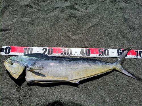 シイラの釣果