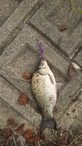 フナの釣果