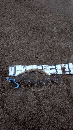ソゲの釣果