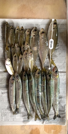 アジの釣果