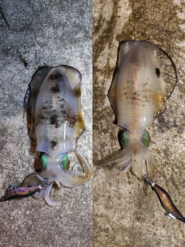 アオリイカの釣果