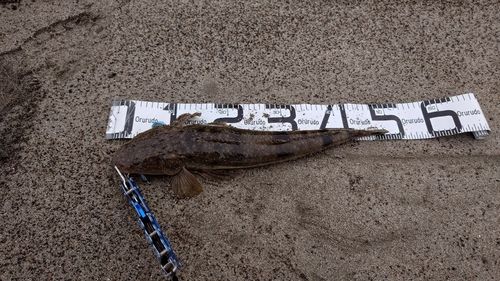 マゴチの釣果