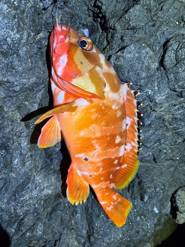 アカハタの釣果