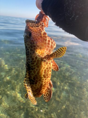 イシミーバイの釣果