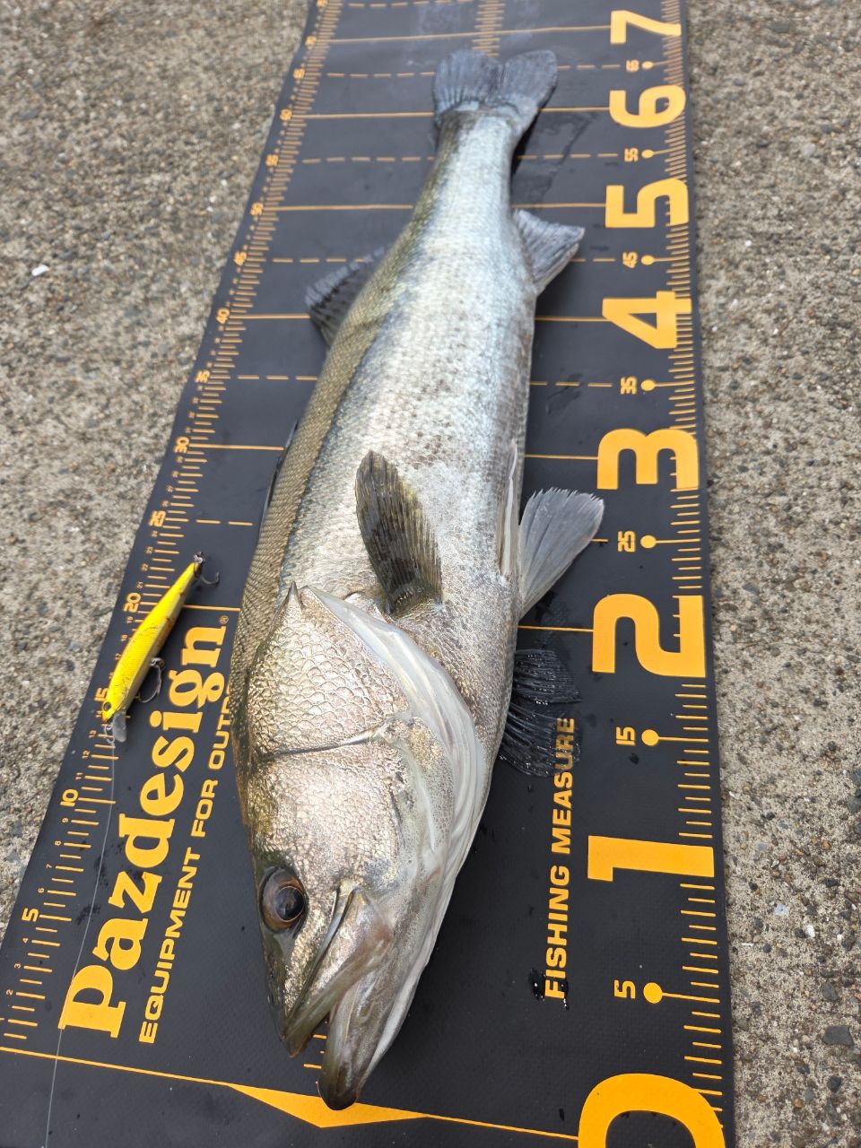 TENRYU 23スワット SW842B-MLMの最安値・インプレ・釣果 | 本音の