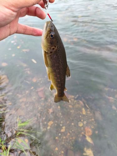 ブラウントラウトの釣果